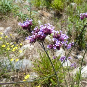 Photographie n°25480 du taxon Verbena bonariensis L. [1753]