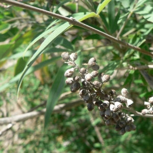 Photographie n°25485 du taxon Vitex agnus-castus L. [1753]