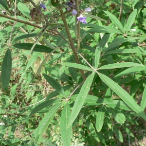 Photographie n°25487 du taxon Vitex agnus-castus L. [1753]