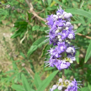Photographie n°25489 du taxon Vitex agnus-castus L. [1753]