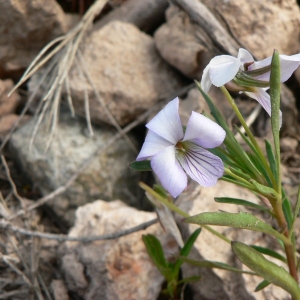 Photographie n°25493 du taxon Viola arborescens L. [1753]