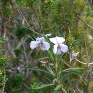 Photographie n°25494 du taxon Viola arborescens L. [1753]