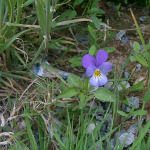 Photographie n°25497 du taxon Viola tricolor L. [1753]