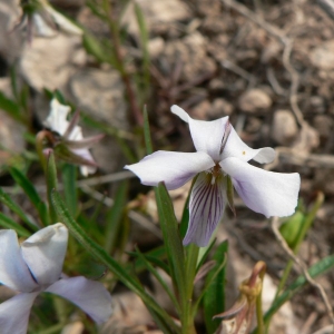 Photographie n°25500 du taxon Viola arborescens L. [1753]