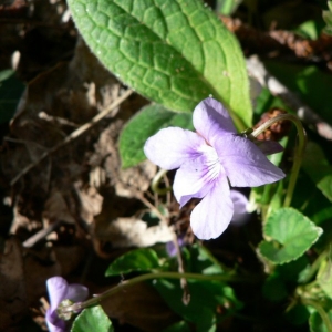 Photographie n°25502 du taxon Viola riviniana Rchb. [1823]