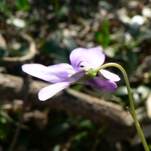 Viola silvatica subsp. reichenbachiana (Jord. ex Boreau) Syme (Violette de Reichenbach)