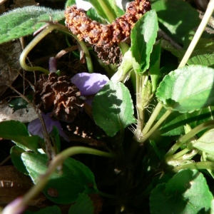 Photographie n°25515 du taxon Viola riviniana Rchb. [1823]