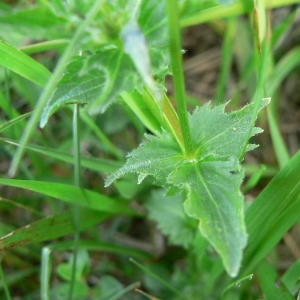 Photographie n°25518 du taxon Viola cornuta L. [1763]