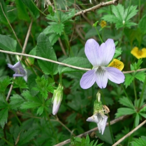 Photographie n°25521 du taxon Viola canina L. [1753]