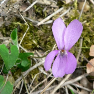 Photographie n°25524 du taxon Viola hirta L. [1753]