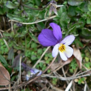 Photographie n°25525 du taxon Viola tricolor L. [1753]