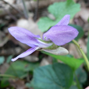 Photographie n°25526 du taxon Viola riviniana Rchb. [1823]