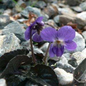 Photographie n°25528 du taxon Viola suavis M.Bieb. [1819]