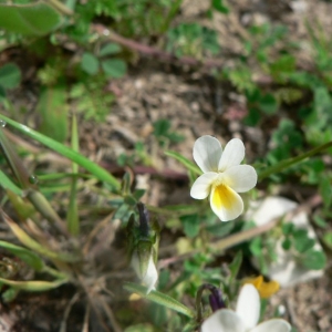 Photographie n°25531 du taxon Viola kitaibeliana Schult. [1819]