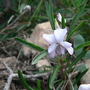 Photographie n°25532 du taxon Viola arborescens L. [1753]