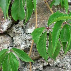 Photographie n°25539 du taxon Parthenocissus quinquefolia (L.) Planch. [1887]