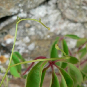 Photographie n°25541 du taxon Parthenocissus quinquefolia (L.) Planch. [1887]