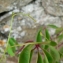  Mathieu MENAND - Parthenocissus quinquefolia (L.) Planch. [1887]