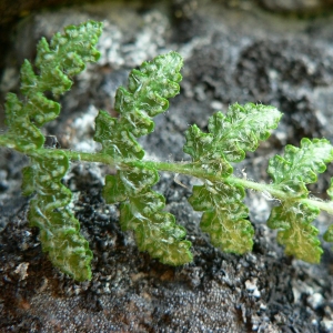 Woodsia ilvensis (L.) R.Br. (Woodsia d'Elbe)