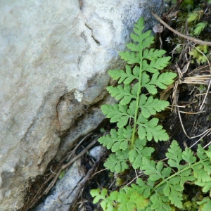 Photographie n°25549 du taxon Cystopteris fragilis (L.) Bernh. [1805]