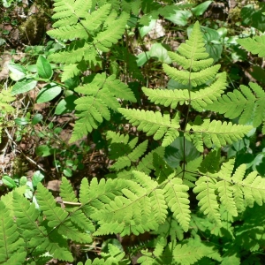 Photographie n°25557 du taxon Gymnocarpium dryopteris (L.) Newman [1851]