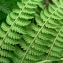  Mathieu MENAND - Athyrium distentifolium Tausch ex Opiz [1820]