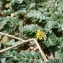  Mathieu MENAND - Tribulus terrestris L.