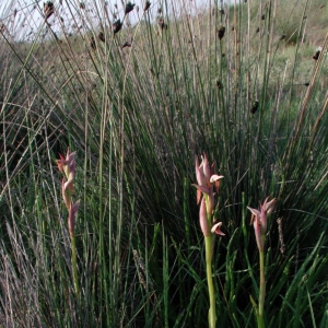 Photographie n°25573 du taxon Serapias parviflora Parl. [1837]