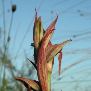 Photographie n°25574 du taxon Serapias parviflora Parl. [1837]