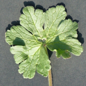 Photographie n°25577 du taxon Geranium pyrenaicum Burm.f. [1759]