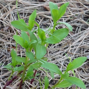 Photographie n°25584 du taxon Saponaria officinalis L. [1753]