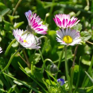 Photographie n°25592 du taxon Bellis perennis L.