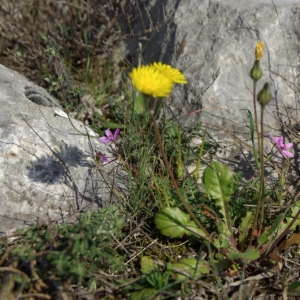 Photographie n°25596 du taxon Crepis sancta (L.) Bornm. [1913]