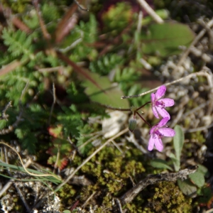 Photographie n°25597 du taxon Erodium cicutarium (L.) L'Hér.