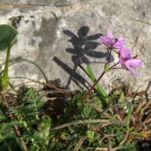 Photographie n°25598 du taxon Erodium cicutarium (L.) L'Hér.