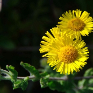 Photographie n°25613 du taxon Pulicaria dysenterica (L.) Bernh. [1800]