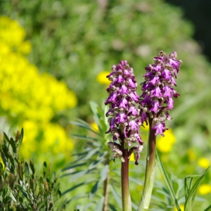 Photographie n°25614 du taxon Himantoglossum robertianum (Loisel.) P.Delforge