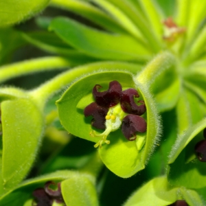 Photographie n°25619 du taxon Euphorbia characias L. [1753]