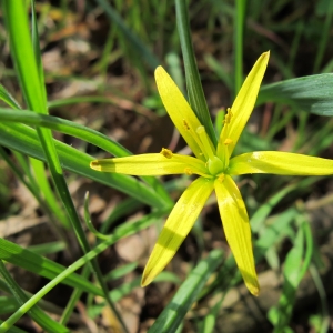 Gagea stenopetala Rchb. (Gagée des prés)