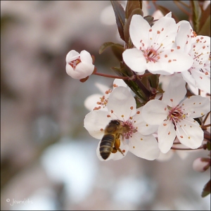 Photographie n°25649 du taxon Prunus domestica subsp. cerasifera (Ehrh.) Arcang. [1882]