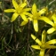  Thierry BLONDELLE - Gagea bohemica subsp. bohemica 