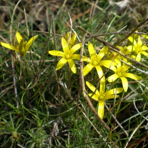  - Gagea bohemica subsp. bohemica 