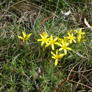  - Gagea bohemica subsp. bohemica 