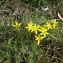  Thierry BLONDELLE - Gagea bohemica subsp. bohemica 