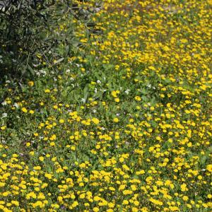 Photographie n°25654 du taxon Crepis sancta (L.) Bornm. [1913]