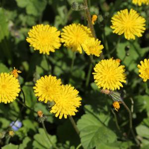 Photographie n°25655 du taxon Crepis sancta (L.) Bornm. [1913]