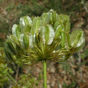 Photographie n°25659 du taxon Thapsia villosa L. [1753]