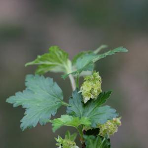 Photographie n°25662 du taxon Ribes alpinum L. [1753]