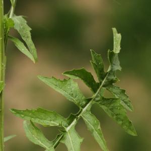 Photographie n°25667 du taxon Sisymbrium irio L. [1753]