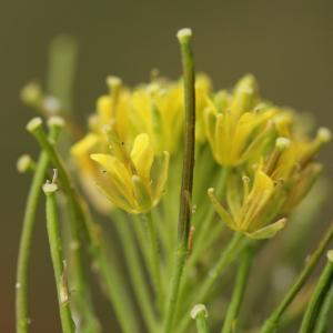 Photographie n°25669 du taxon Sisymbrium irio L. [1753]